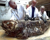 13 loại "tuyệt chủng" vẫn còn