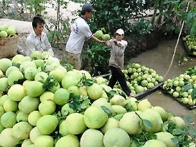 Thêm một mùa bưởi... đắng !