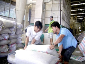 Phải là đòn bẩy cho nông dân trồng lúa