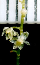 Phát hiện giống lan tí hon