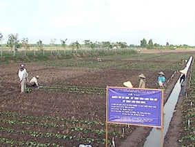 Nghiên cứu quy trình thâm canh tổng hợp khoai lang