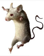 50 phát minh đặc sắc nhất năm 2009 (tiếp theo)