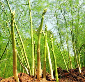 Đột phá trồng măng tây xanh 8X thu tiền triệu mỗi ngày