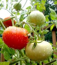 Cây cà chua 
có thể “ăn thịt” côn trùng