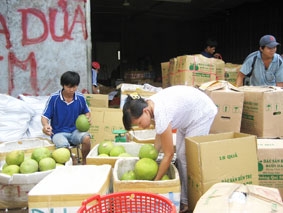BẾN TRE: Nguồn cung ít, bưởi da xanh tăng giá