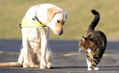 Chó làm bạn tốt hơn mèo