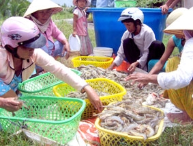 Nhà máy chế biến "khát" tôm nguyên liệu