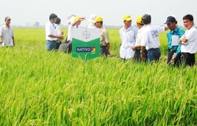 Nhìn từ vựa lúa ĐBSCL