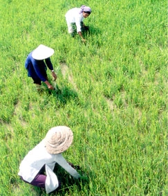 Nhìn từ vựa lúa ĐBSCL