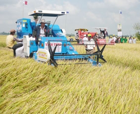 Nhìn từ vựa lúa ĐBSCL