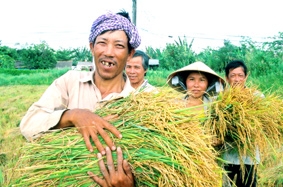 Nhìn từ vựa lúa ĐBSCL