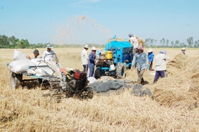 Nhìn từ vựa lúa ĐBSCL