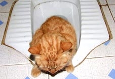 Mèo cũng biết dùng toilet