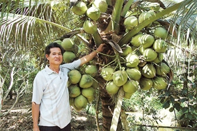 Bến Tre: Giá dừa dứa cao gấp 3 lần dừa xiêm