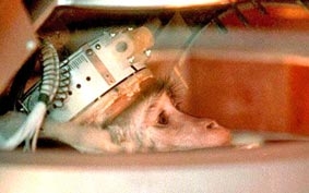 Nga muốn đưa khỉ lên sao Hỏa