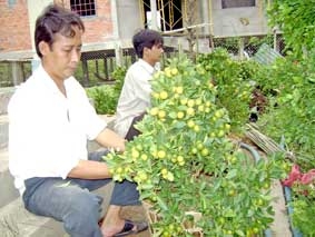 Khởi động thị trường hoa kiểng Tết