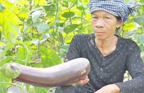 AN GIANG: Một nông dân trồng giống cà “siêu trái”