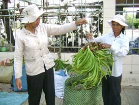 TP Cần Thơ: Lan rừng về phố