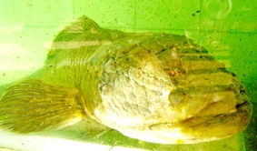 KIÊN GIANG: Bắt được cá lóc suối nặng khoảng 8,5 kg