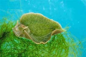 Nửa động vật, 
nửa thực vật