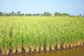 Hạn và mặn đang đe dọa sản xuất nông nghiệp