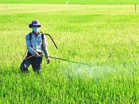 Đảm bảo lợi nhuận cho người trồng lúa