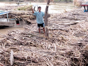 Mía - đường biến động bất thường?