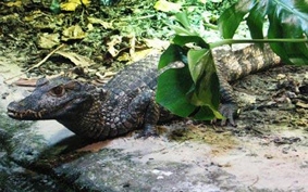 Cá sấu có thể nhận biết tên