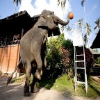 Voi chơi bóng rổ