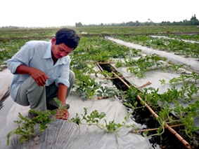 Người trồng rau cười nụ, người trồng dưa khóc thầm