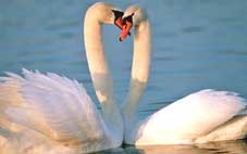 Thiên nga “ly hôn”