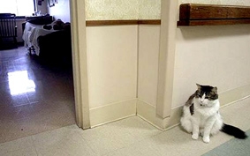 Khả năng đáng sợ của mèo Oscar