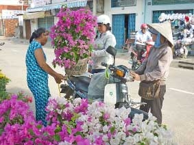 Sôi động thị trường hoa kiểng Tết