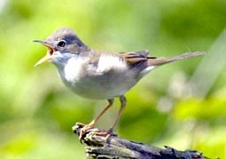Chim mập di trú nhanh hơn