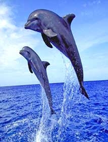Cá heo có thể tự chữa khỏi 
bệnh tiểu đường