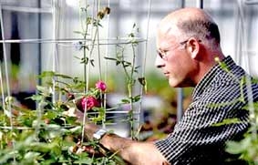 Hoa tỏa hương thơm theo ý thích