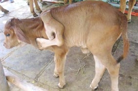 Trà Vinh: Một con bê có 5 chân