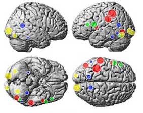 Động từ và danh từ được nhớ 
ở 2 vùng não khác nhau