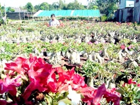 Hướng đến mô hình công nghiệp