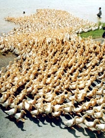 Cảnh giác cao với dịch cúm gia cầm