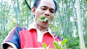 Chỉ sống bằng lá cây và cỏ