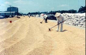 Cần tạo hành lang pháp lý cho hoạt động xuất khẩu gạo