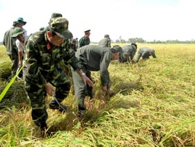 Hơn 2.000 cán bộ, chiến sĩ giúp dân thu hoạch lúa đông xuân