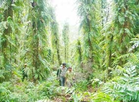 Nguy cơ cháy rừng trên diện rộng
