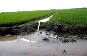 Gay gắt hạn, mặn