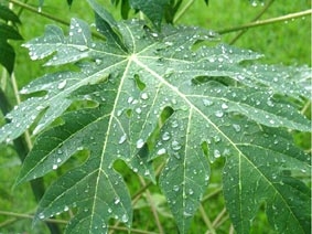 Lá đu đủ có thể chống ung thư