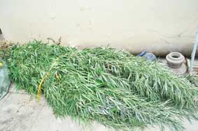 TP Cần Thơ: Phát hiện một hộ trồng cây cần sa với số lượng lớn