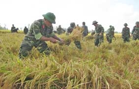 Thắm tình quân dân trên những cánh đồng vàng