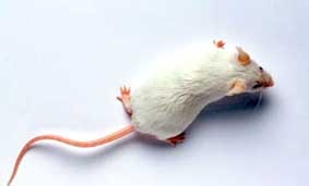 Cơ thể người có thể tái tạo các bộ phận