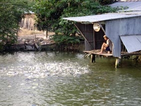 Bấp bênh con cá tra